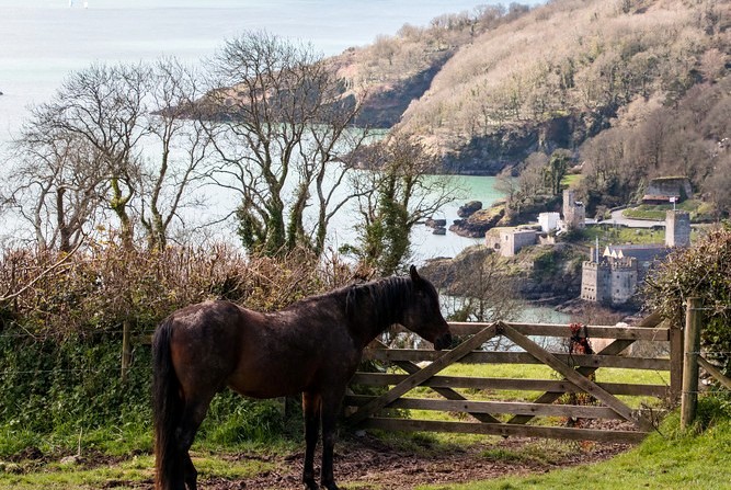 Horse and castle view