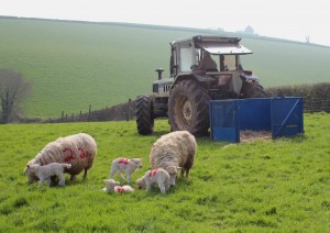 Soon to be hogget