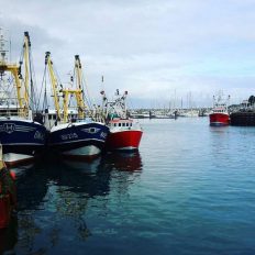 Not just the black boats catching the cuttles