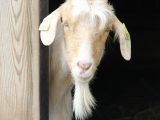 Village Goats